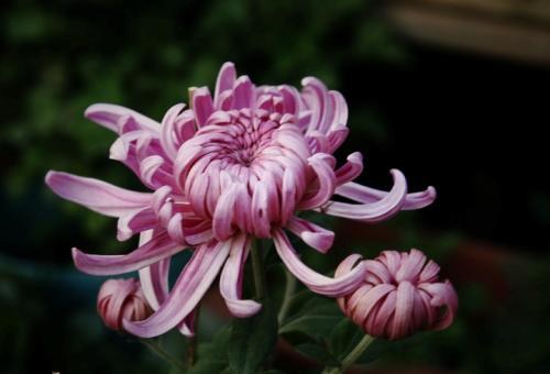 描写菊花的句子
