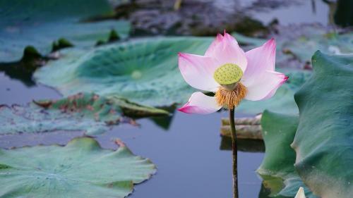 花的优美句子精选