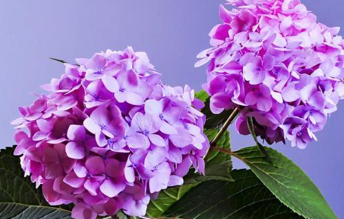 描写鲜花的语句
