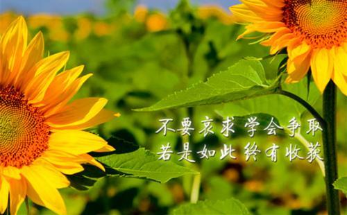 100句经典简短的岗位格言