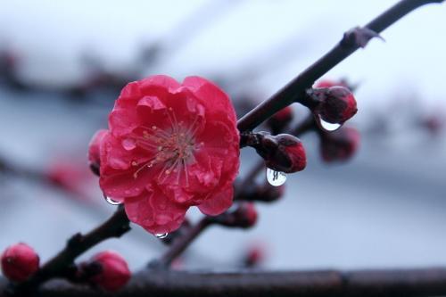 贝多芬的励志故事：不向命运低头
