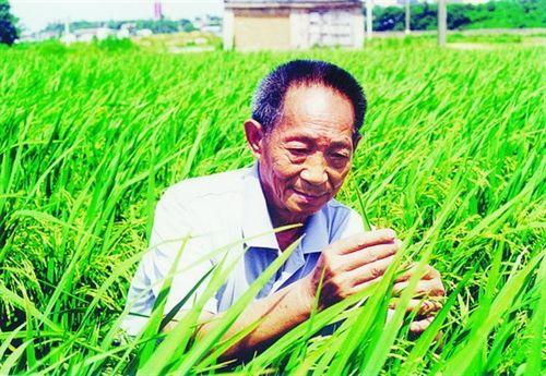 诺贝尔奖为什么不提名袁隆平？