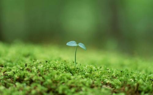 我的荣誉——爱因斯坦