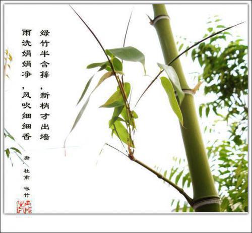 争着承接阳光