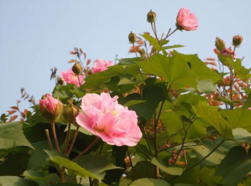 把烫手的“热山芋”扔给对方