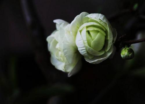 艰苦奋斗，自强不息，梅花香自苦寒来（4）