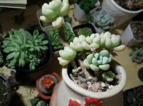 何苦要气
