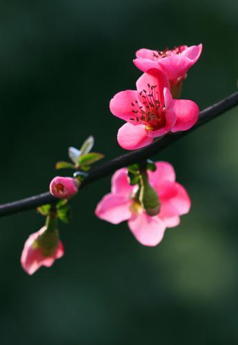 泥水匠的故事——好花也要绿叶衬