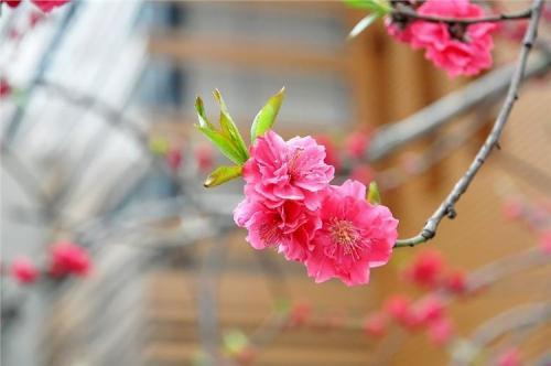 用芝麻去开门
