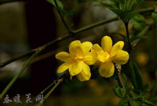 早会分享：车轮与陀螺的故事