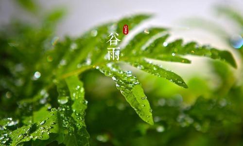 二十四节气谷雨谚语