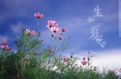 描写夏天的唯美句子精选85句