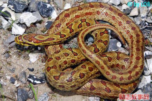 吃蛇无数变成蛇人的原因找到了