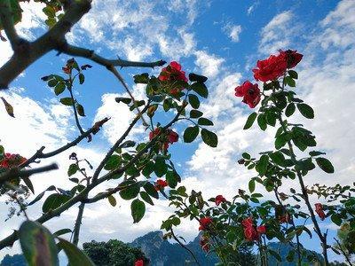 珍妮特《橘子不是唯一的水果》读后感800字