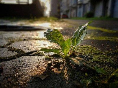 《橘子不是唯一的水果》书评精选三篇