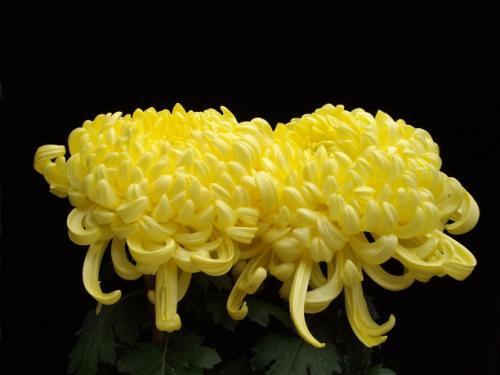 表达对菊花赞美的作文500字