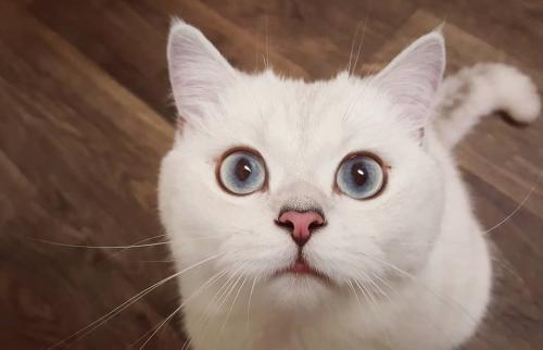 《一只到处旅行的猫》简介