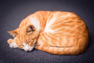 《一只到处旅行的猫》读后感精选三篇