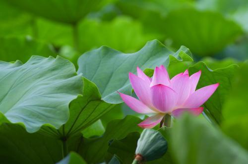 关于夏天的句子