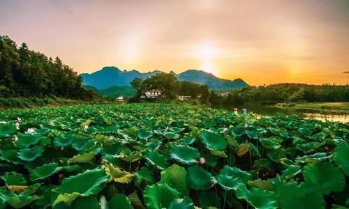 夏天的短句