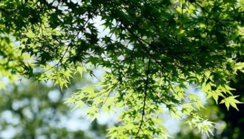 赞美夏天的短句