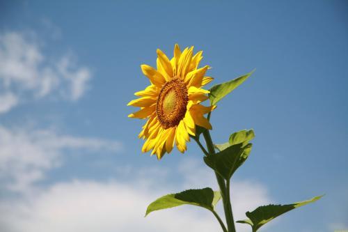 形容恋爱的甜蜜心情