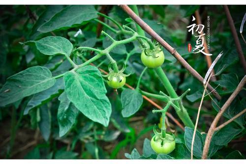 关于初夏的唯美诗词