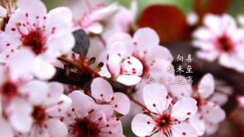 2020走心干净小短句50句
